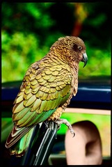 kea