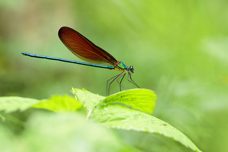 蟌 - 昆虫, 成都 - 下2两硬点的面哈 - 图虫摄影网
