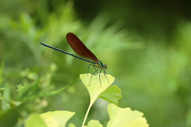 蟌 - 昆虫, 成都 - 下2两硬点的面哈 - 图虫摄影网
