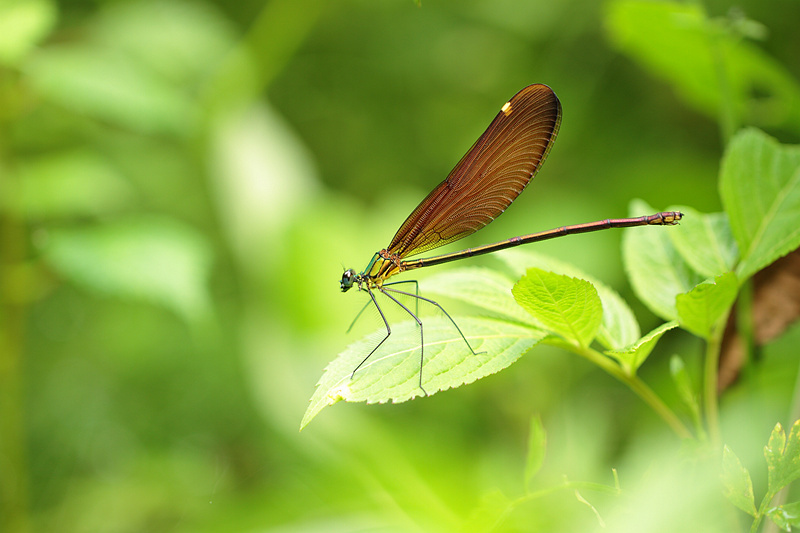 蟌 - 昆虫, 成都 - 下2两硬点的面哈 - 图虫摄影网