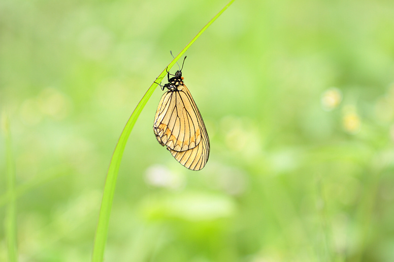苎麻珍蝶 - 成都, 昆虫 - 下2两硬点的面哈 - 图虫