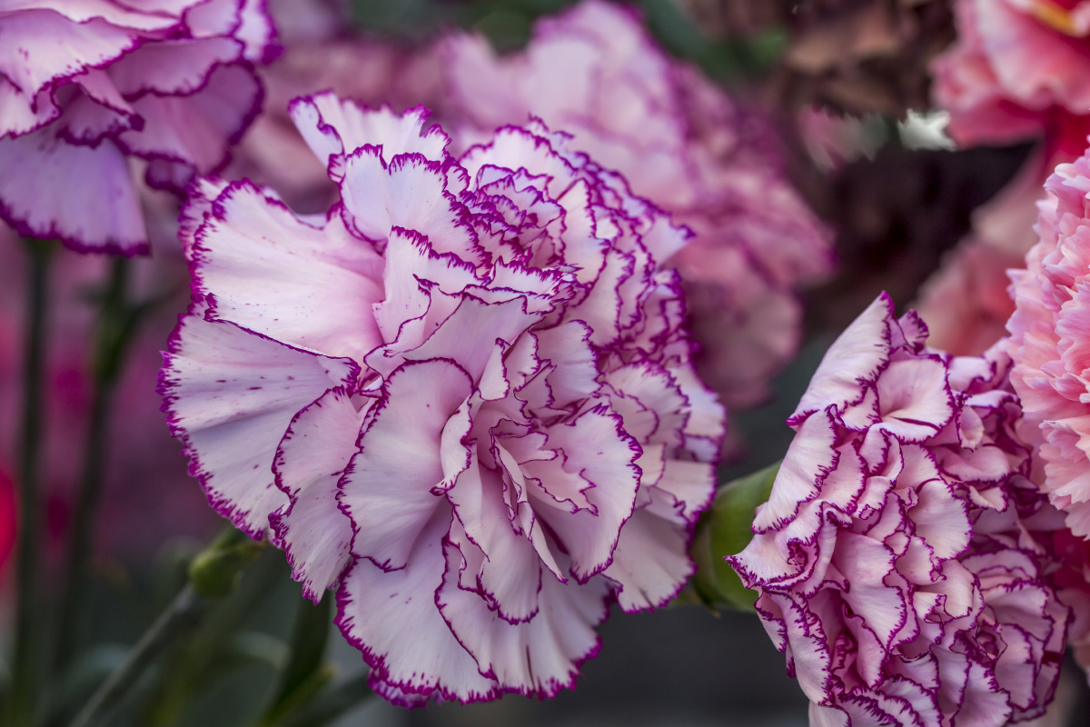 2017虫季报到帖 - 下2两硬点的面哈 - 图虫网 - 