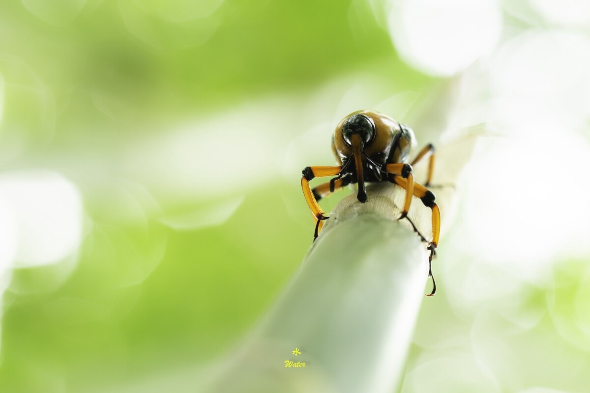 竹象 水小虫 图虫