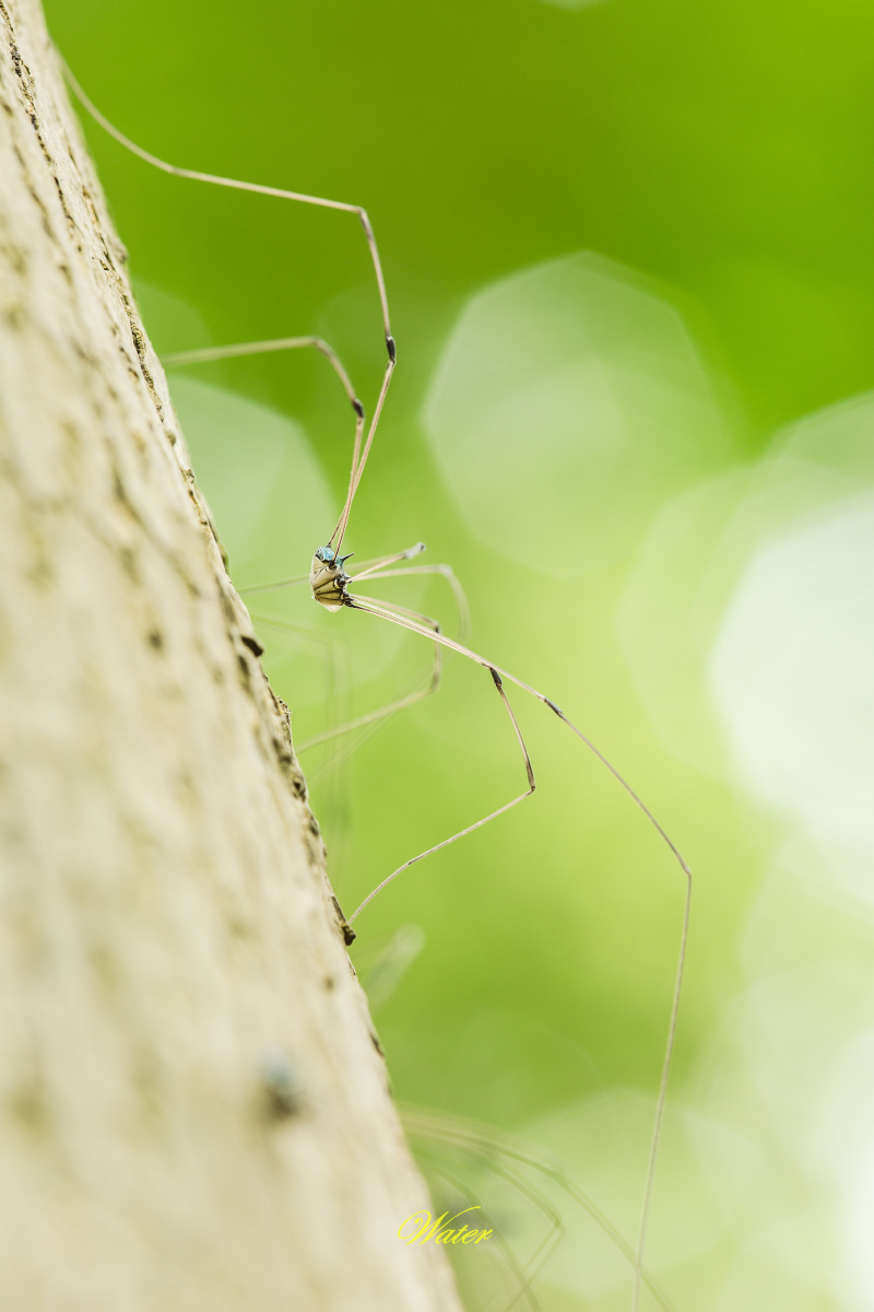 盲蛛金海湿地水边的树上密密麻麻全是盲蛛
