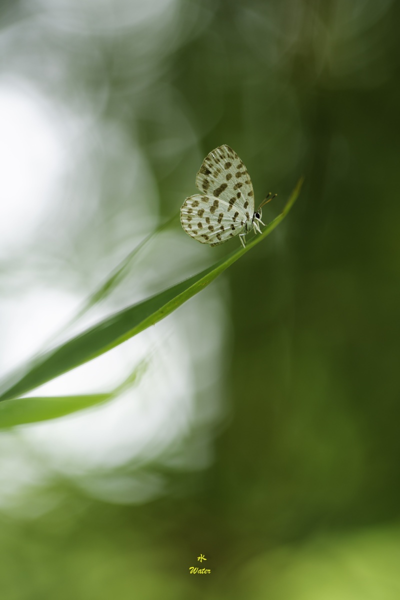 小蝴蝶 - 水小虫 - 图虫