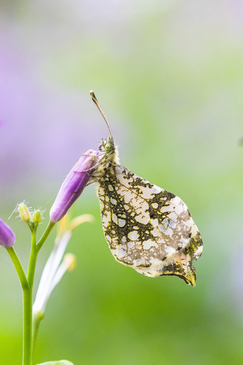 黄尖襟粉蝶 - 水小虫 - 图虫
