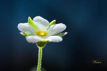 11990709
