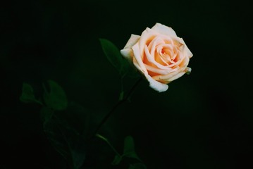 2015-07-26 08.51.01 1