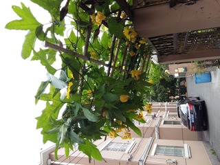 20160709_081306