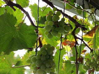 20160709_081736