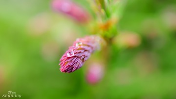 _DSC6442