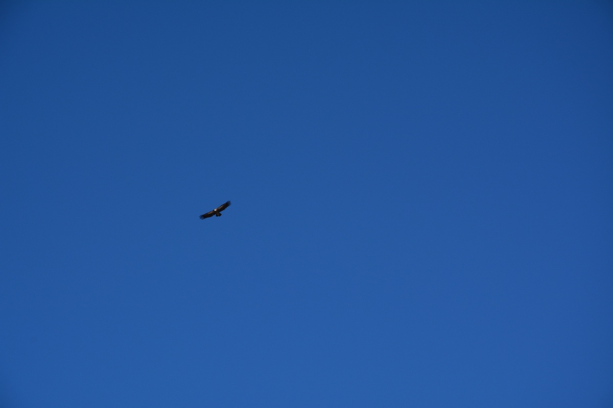 西藏的天空 - 青藏高原, 鹰 - 季_木 - 图虫摄影网