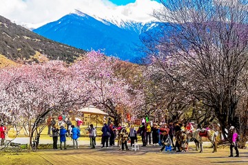 《桃花村里迎游客》IMG_20240324_