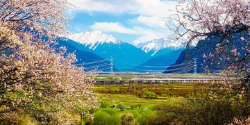 《林芝之春》IMG_20240324_