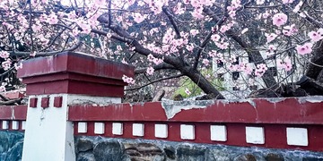 《藏寨春色出墙来》IMG_20240323_