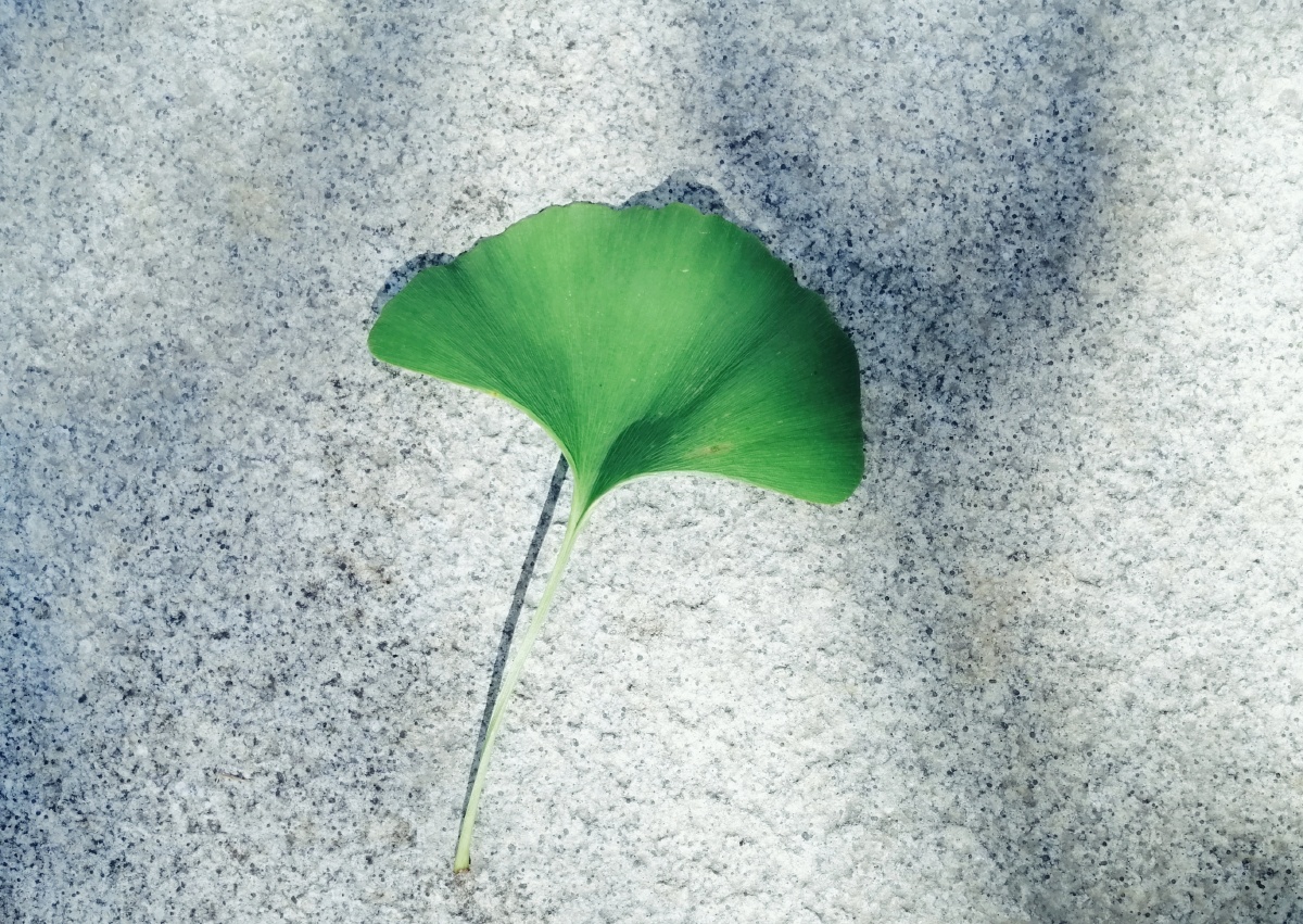 绿色银杏叶 - 珍心金意 - 图虫