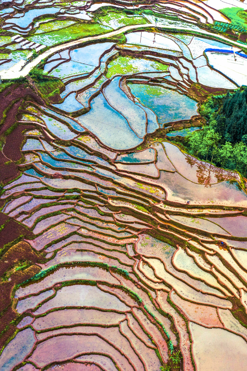 四川乐山四峨山梯田