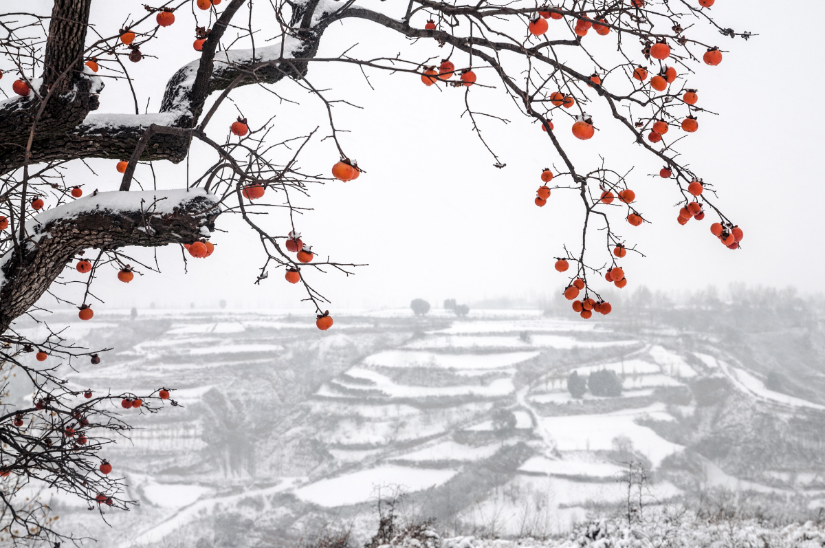 雪柿子雪柿雪野原野柿子树事事如意白茫茫喜庆丰收