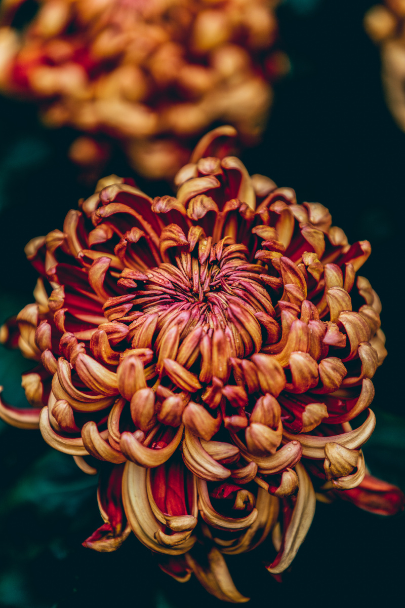 满城尽带黄金甲记录在人民公园拍的菊花