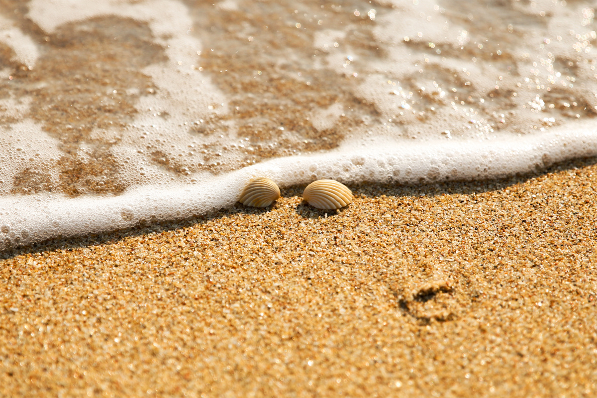 海浪,沙滩,贝壳