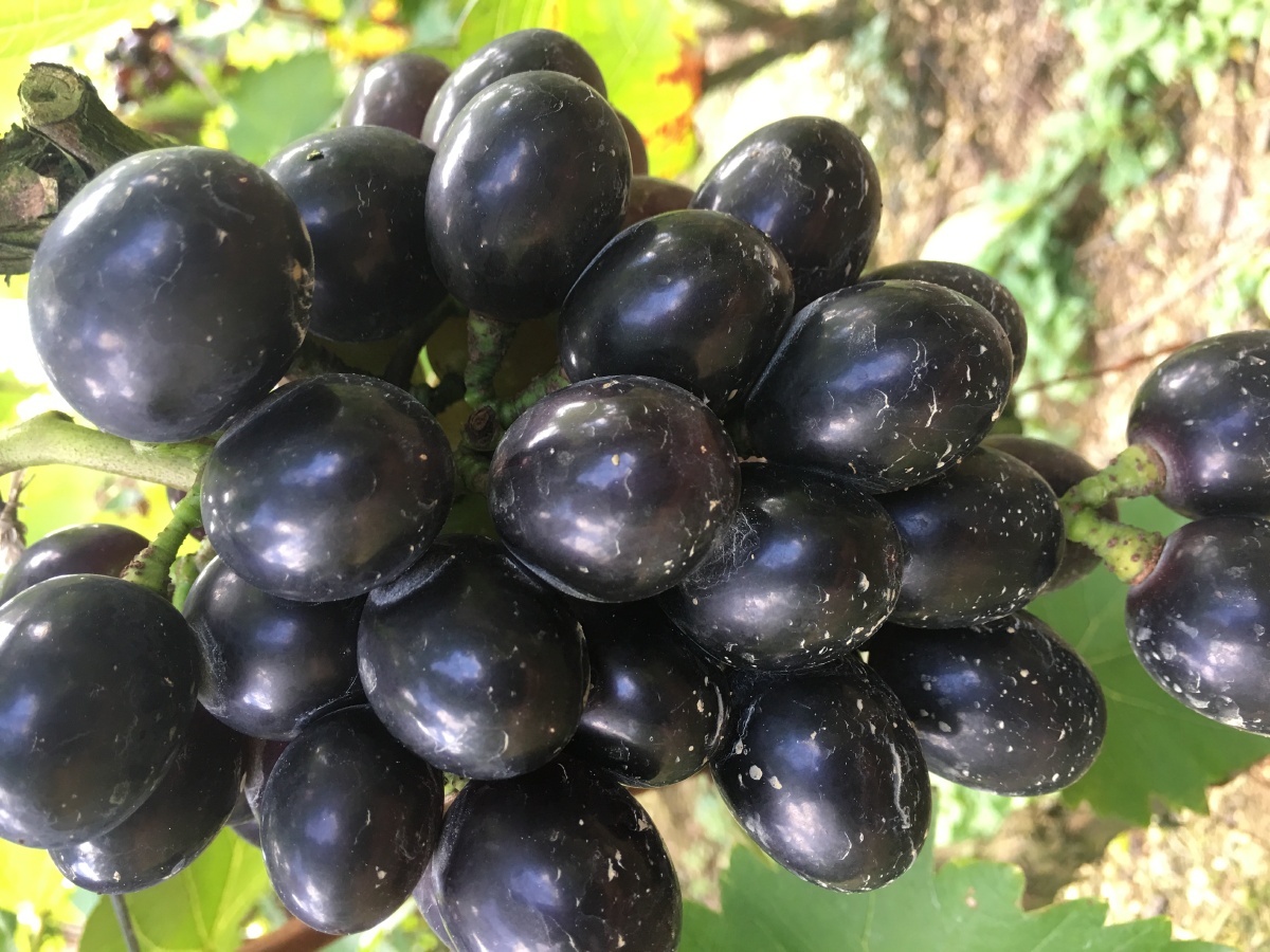 热水村紫王葡萄成熟啦热情好客的热水人民欢迎您