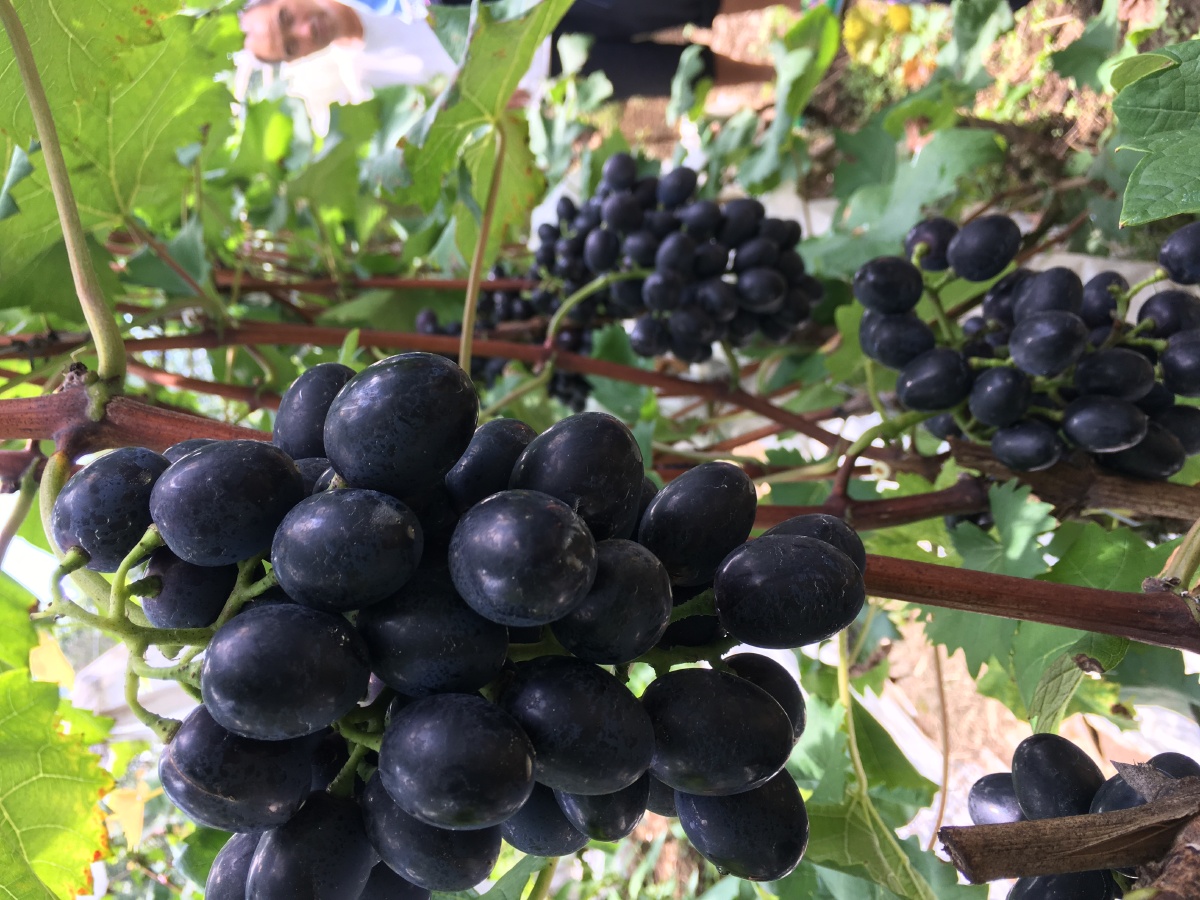 热水村紫王葡萄成熟啦热情好客的热水人民欢迎您