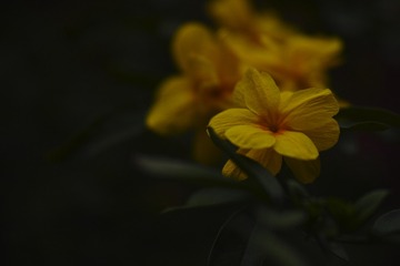 _P3M8116
