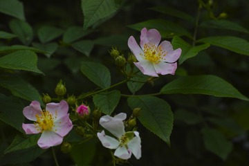 _P3M8408