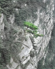 倔强的生长