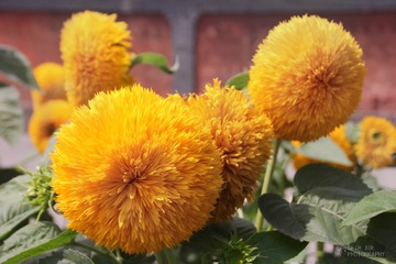 另类向阳花