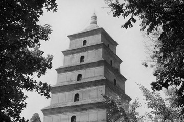 长安大雁