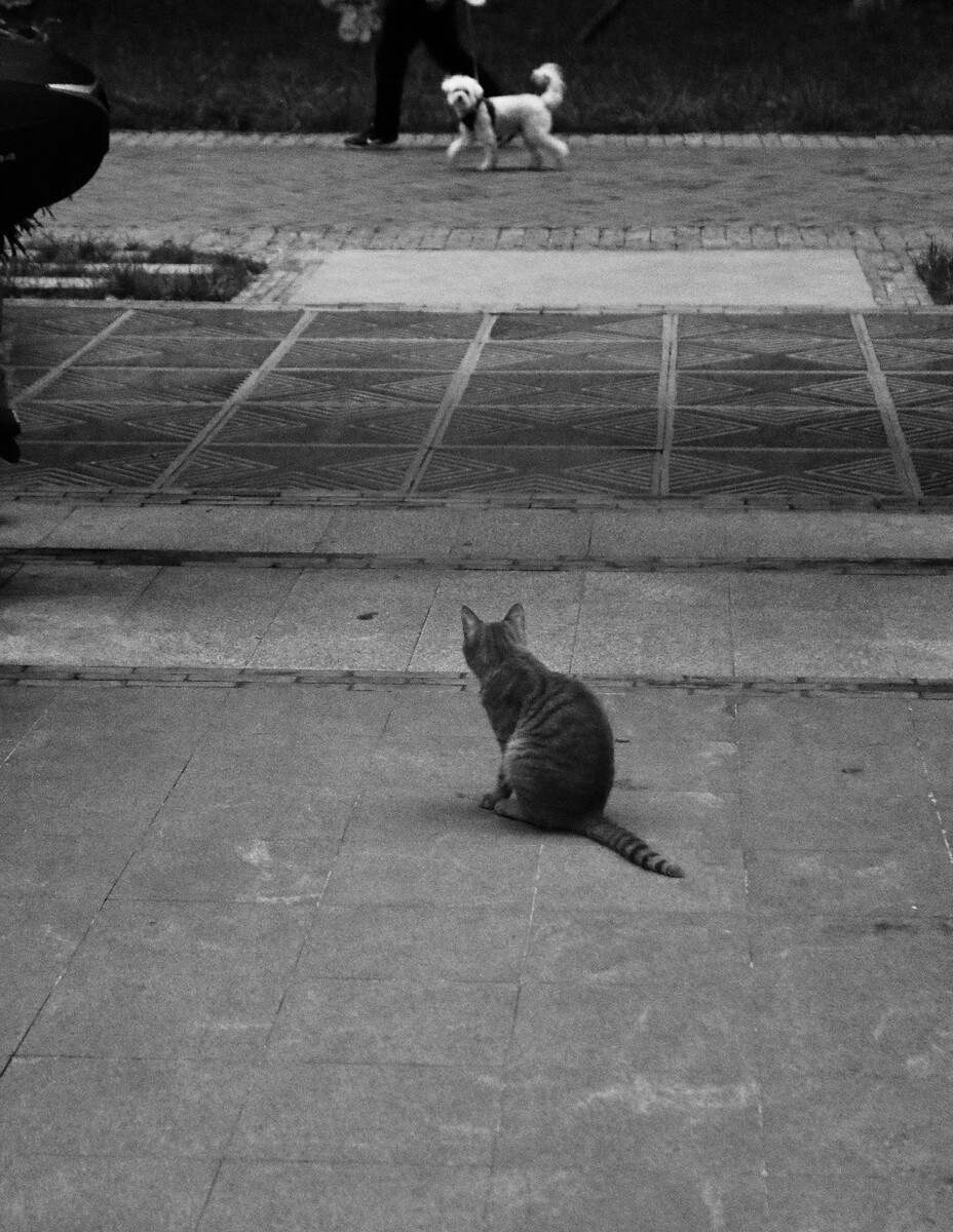 一只流浪猫，羡慕狗有人带，被人带的狗羡慕猫的自在。<br />
