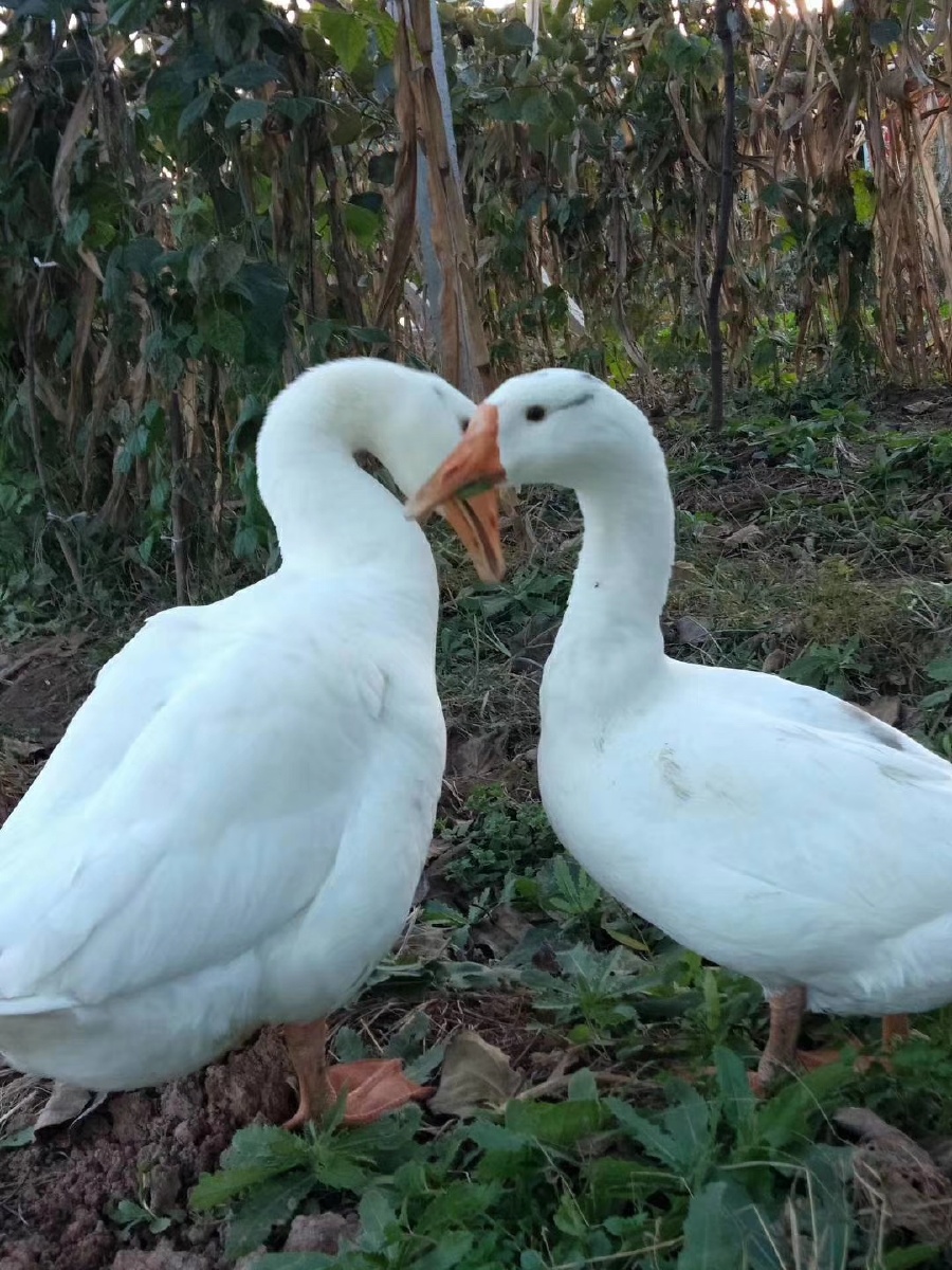 两只鹅的爱情故事