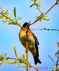 IMG_0142_dh