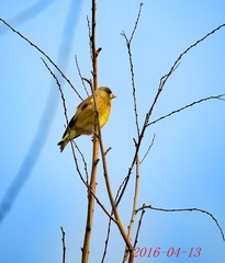 IMG_0036_dh