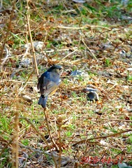IMG_0004_dh