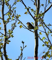 IMG_0037_dh