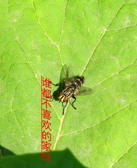 IMG_4797_dh