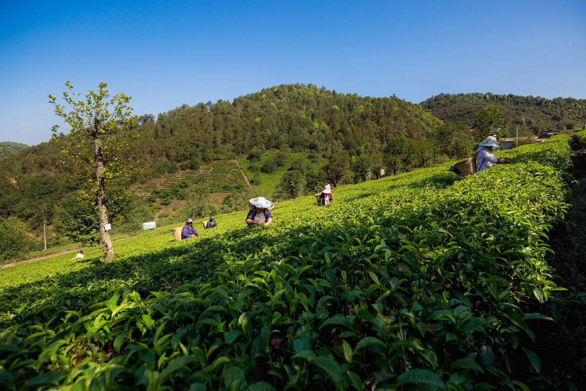 大理永平县 高山茶园