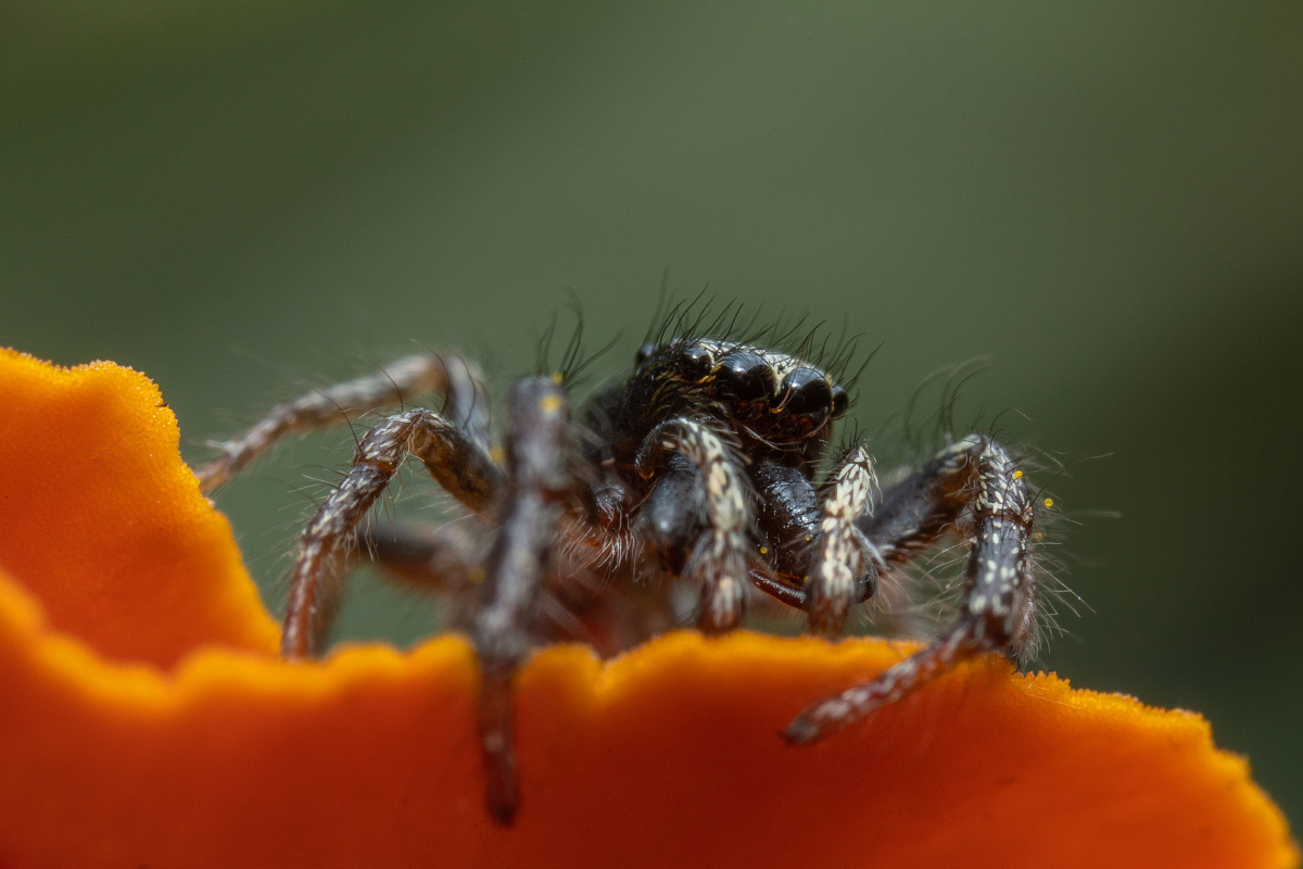 浊斑扁蝇虎 - 王小花xhw - 图虫