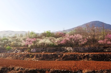 春花烂漫
