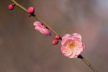 _WLG0475
