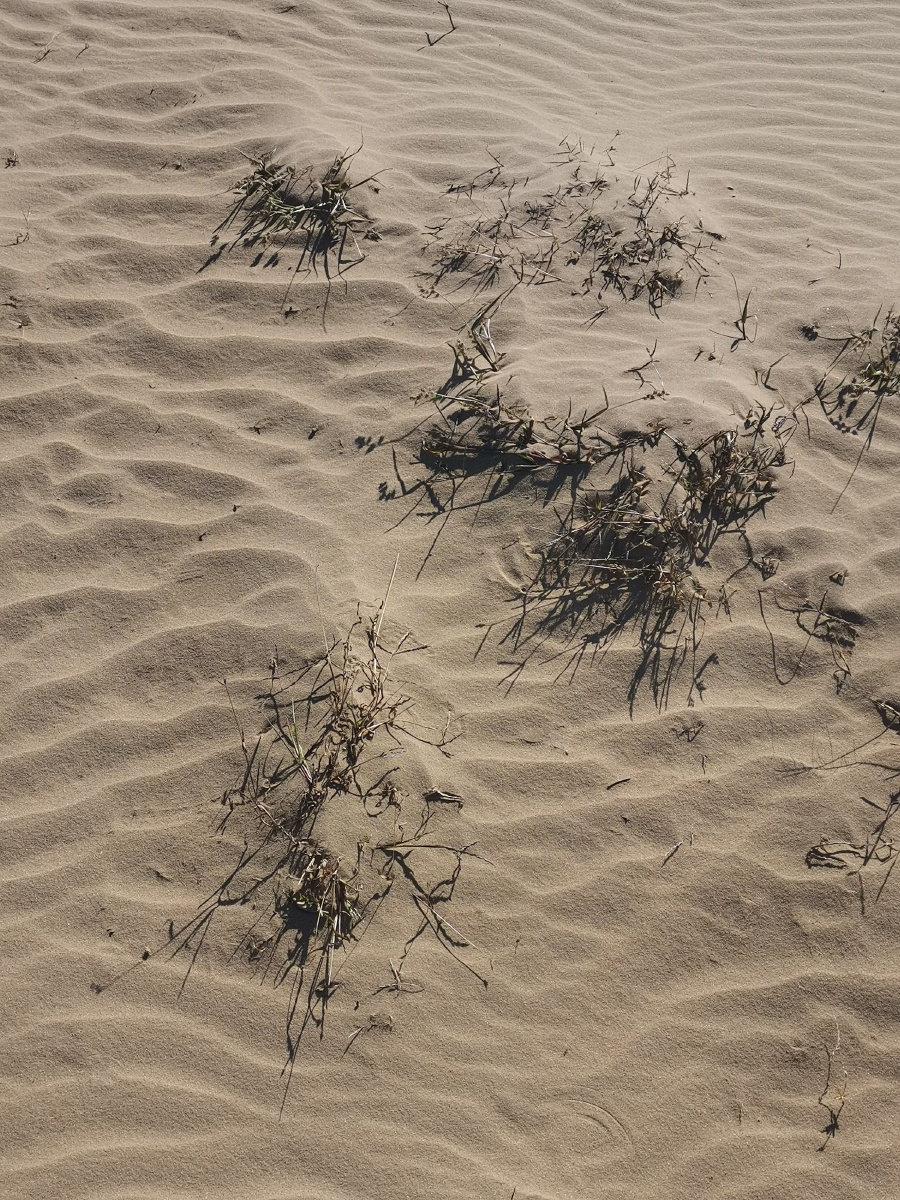 与风共舞与沙为伴