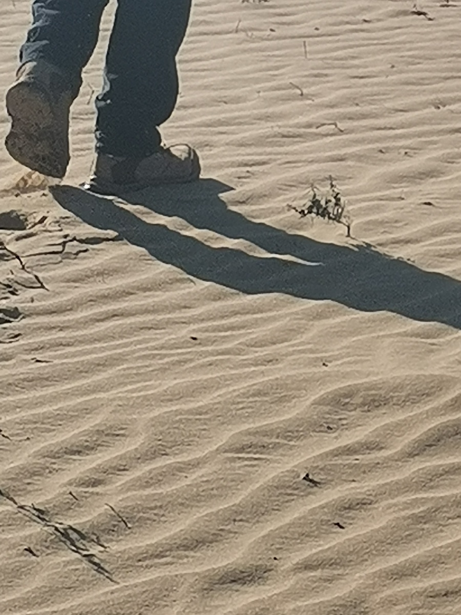 与风共舞与沙为伴