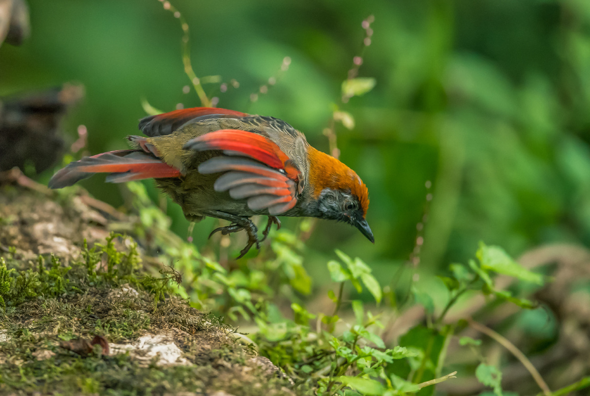 高黎贡山自然保护区赤尾噪鹛