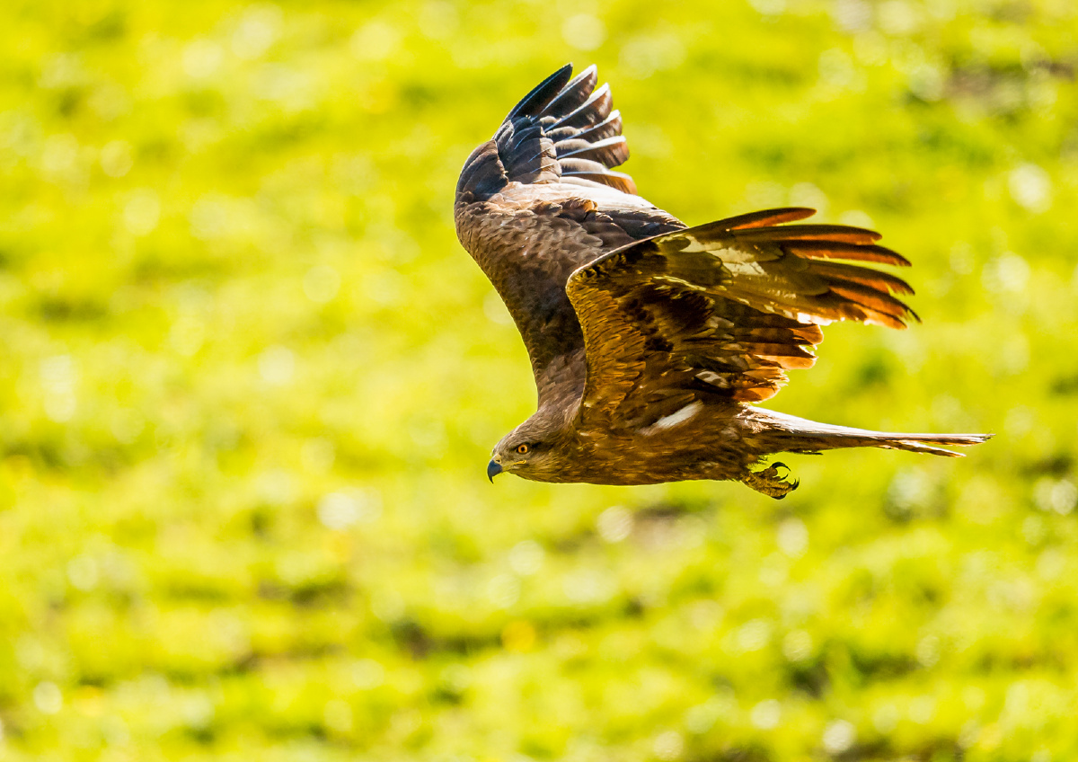 新疆伊犁拍鸟黑耳鸢