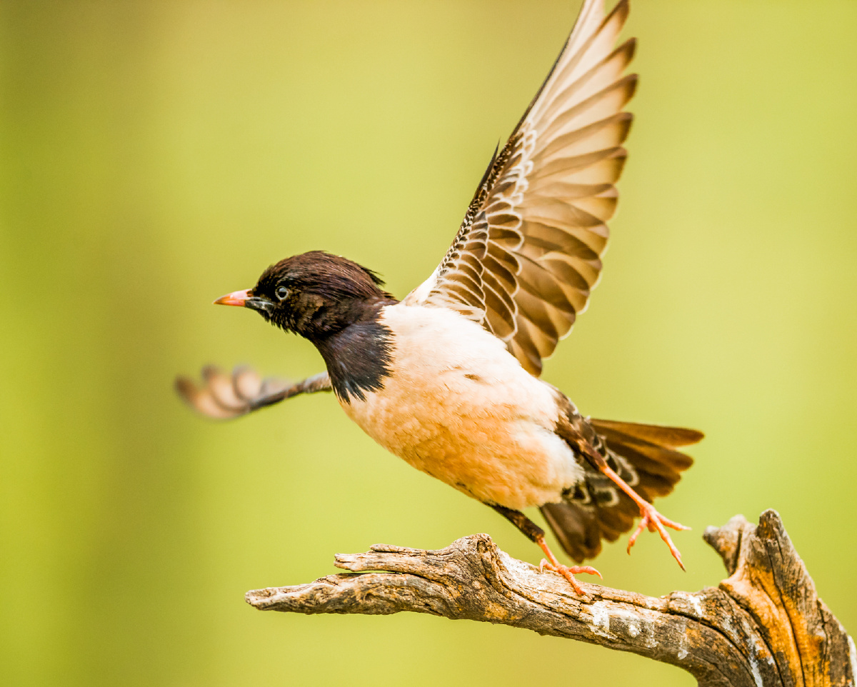新疆伊犁拍鸟粉红凉鸟