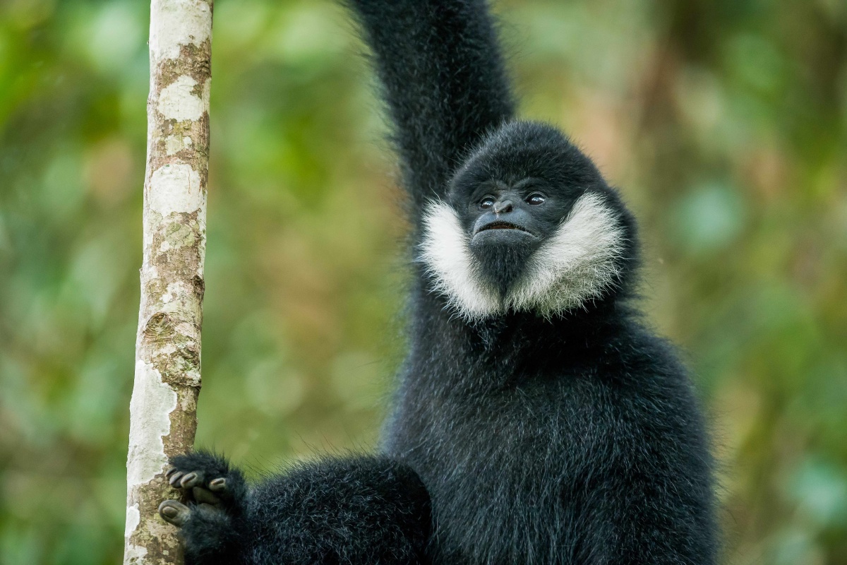 云南白颊长臂猿国家一级保护动物为中老越三国交界地区的特有种主要