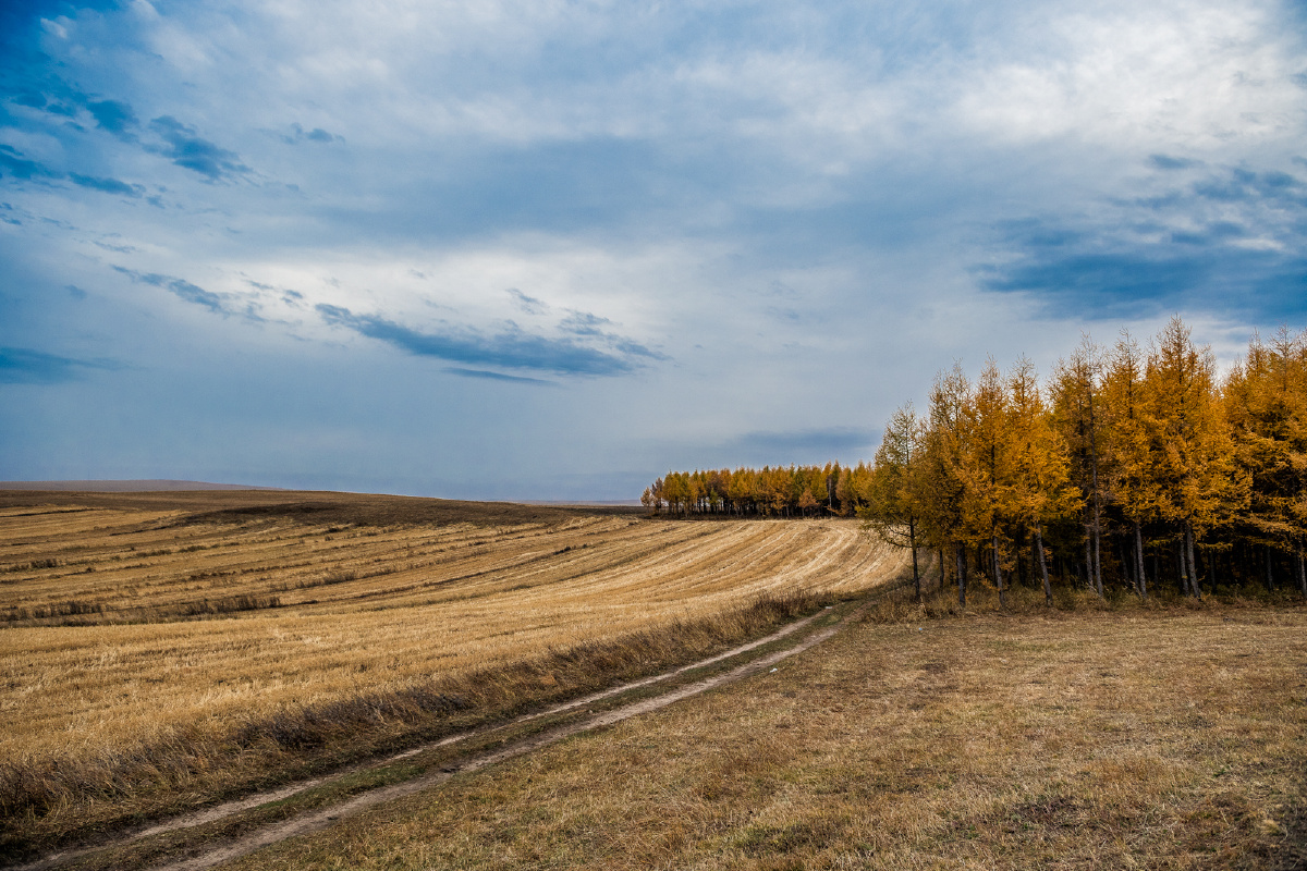 深秋的坝上草原 金黄恬静致美 - 韦力