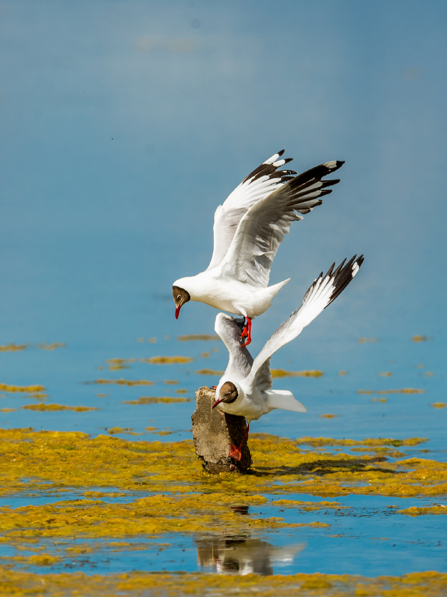 青海湖鸟岛湿地棕头鸥抢占制高点